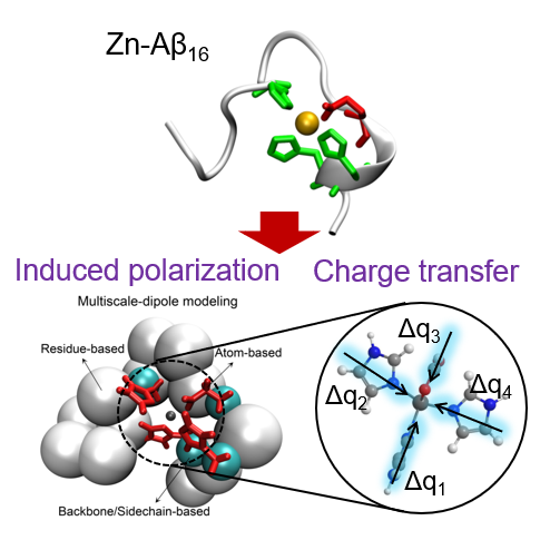 zn protein simulationzinc can affect the structure